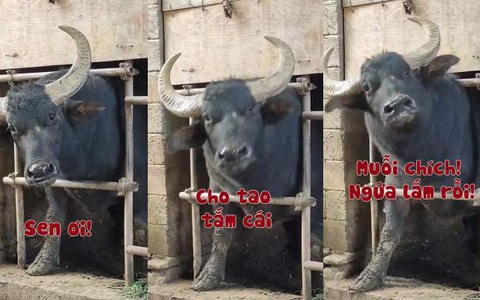Trâu bị muỗi chích năn nỉ được đi tắm