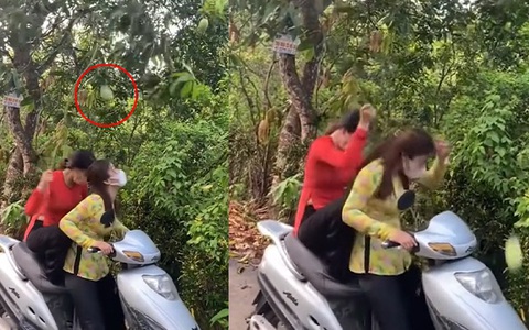 Cô gái hái xoài làm bạn u đầu