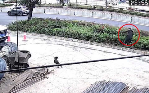 Chàng trai bị chó hù ngã vào bụi cây