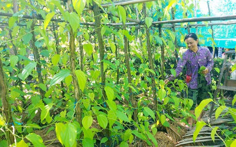 Trầu, cau Tết được giá nhưng nông dân
vui chưa trọn vẹn