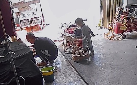 Bé trai mở cửa lồng 'phóng sinh' chim của bố
