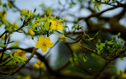 Lễ hội Hoàng mai Huế lần thứ I: Lễ hội của 'hoa vua'