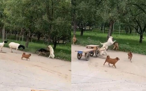 Chú chó kéo xe 4 bánh chạy đến giải cứu bạn thân