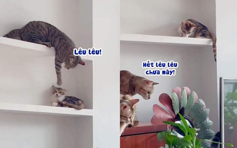 Chú mèo bị quả báo vì suốt ngày trêu ghẹo đồng bọn