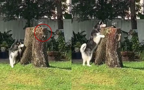 Husky bị sóc biến thành trò hề khi chơi trò rượt bắt