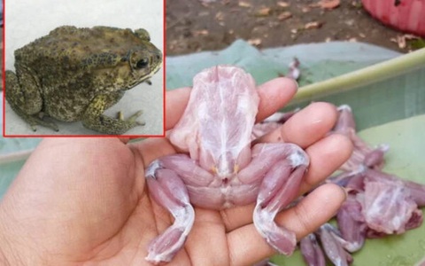 Ăn thịt cóc ‘tẩm bổ’, ba mẹ con đi cấp cứu