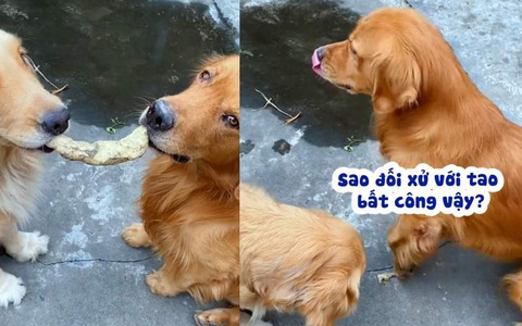 Chú chó giận dỗi khi bị sen đối xử bất công
