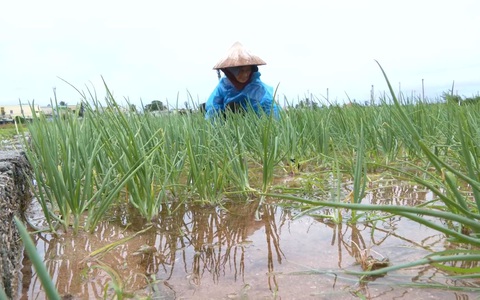 Góc nhìn trưa nay | Nông dân trồng hành ở Quảng Ngãi điêu đứng vì ngập úng