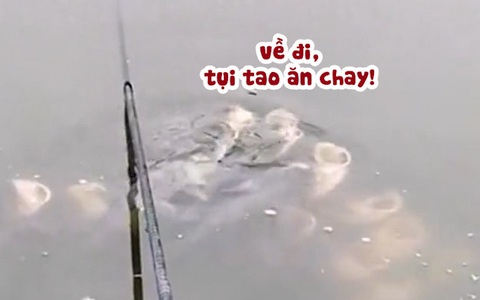 Đàn cá lượn lờ trêu ngươi cần thủ
