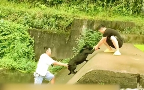 Hai thanh niên chán không buồn nói với chú chó vừa được cứu lại nhảy xuống sông
