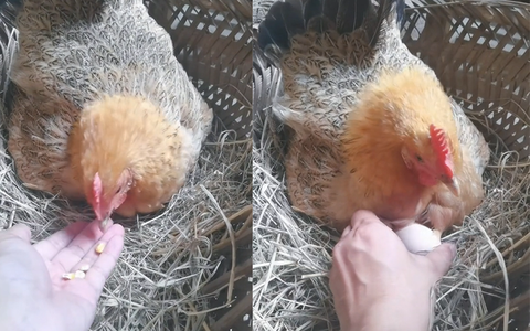 Cười sảng với gà mái ham ăn đổi ngô lấy trứng
