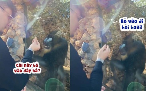 Chú khỉ nổi quạu với du khách đùa nhây