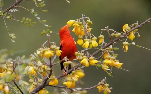 Hàng triệu con muỗi 'nhảy dù' để cứu loài chim biểu tượng của Hawaii