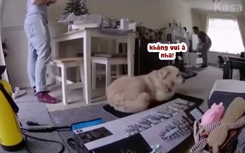 Chú chó bực bội khi sen để đồ bừa bộn