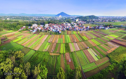 Phim Ngày xưa có một chuyện tình sẽ quay tại xứ hoa vàng cỏ xanh