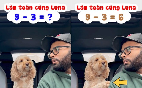 Chú chó biết làm toán siêu đỉnh