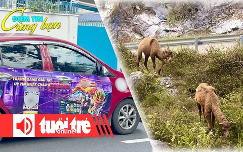 Điểm tin 18h: Quảng cáo đen lộng hành; Xuất hiện hai con lạc đà ở Cao Bằng