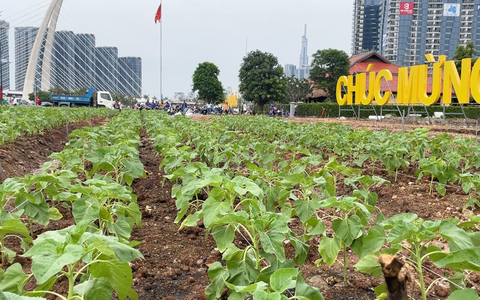 15.000 cây hướng dương đã được trồng ở bờ sông Sài Gòn phía Thủ Thiêm