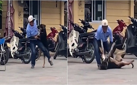 Chú chó '5 lần 7 lượt' bị bác bảo vệ quật ngã