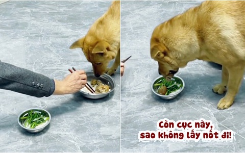 Chú chó hờn dỗi khi ông chủ xin cục xương