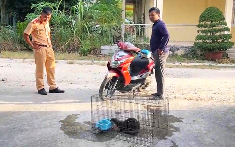Người dân bắt được rái cá trong khách sạn ở TP Vũng Tàu