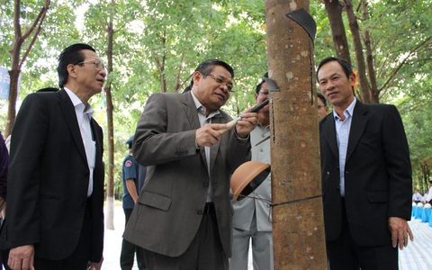 Kỳ tích cao su Việt Nam trên đất Campuchia - Kỳ 1: Niềm tin với người Việt