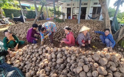 Củ sắn rớt giá còn 2.000 đồng/kg, nông dân neo tại ruộng chưa chịu bán