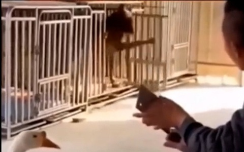 Chú chó chạy vào chuồng, đóng cửa ầm ầm khi thấy chủ mài dao