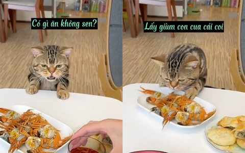 Cô chủ bất lực với chú mèo lì lợm xin ăn