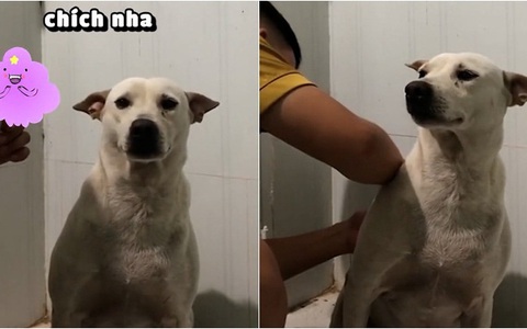 Chú chó ngoan ngoãn ngồi im khi bị tiêm