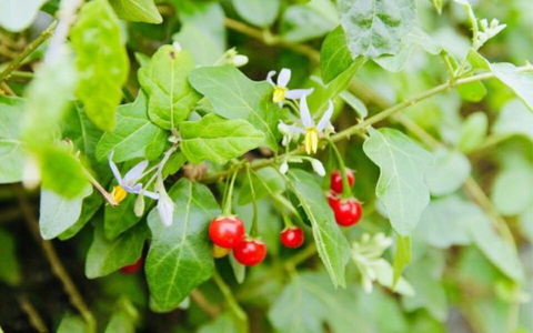 Top 5 dược liệu quý giúp giải độc, bảo vệ gan tốt nhất
