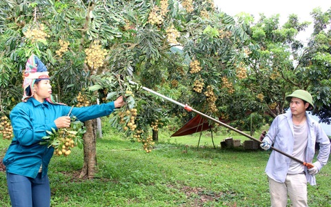 Xây dựng vùng cây ăn quả chất lượng cao