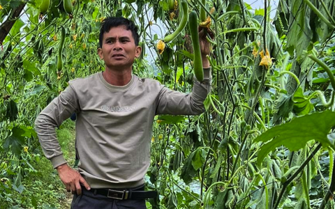 'Chết đứng' trong ruộng bí bị chặt gốc, chặt trái cả héc ta, công an vào cuộc