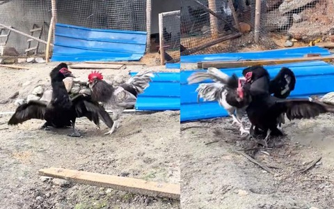 Gà trống hổ báo bị ngan đánh tơi bời