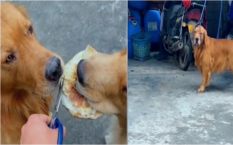 Chú chó hờn dỗi khi sen chia bánh không đều