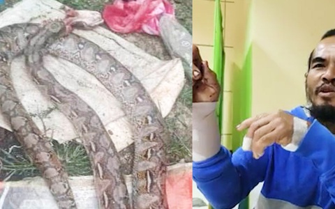 Người đàn ông cắn chết con trăn dài 3m để thoát thân