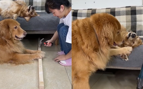 Chú chó lém lỉnh đùn đẩy việc khó cho đồng bọn
