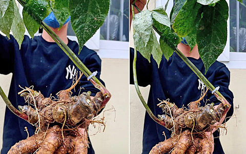 Bi, hài săn sâm quý: Sâm khủng thật, giả khó lường