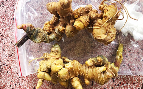 Bi, hài săn sâm quý: Thú săn sâm khủng