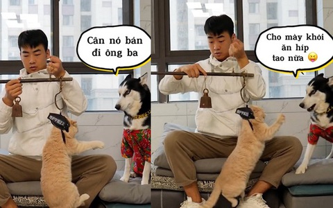 Husky xúi giục sen bán mèo vì suốt ngày bị ăn hiếp