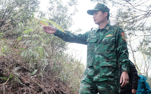 Lũy tre Việt làm hàng rào mềm, dựng 'thành lũy xanh' biên giới