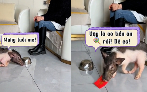 Chú heo năm mới chạy đến chúc mừng cô chủ để xin tiền lì xì