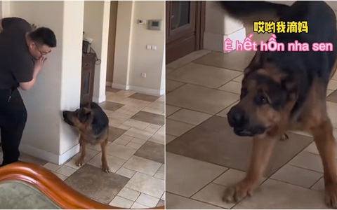 Chú chó '5 lần 7 lượt' bị sen hù hết hồn