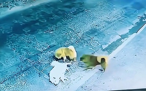 Chú chó giả chết để ăn vạ bất thành