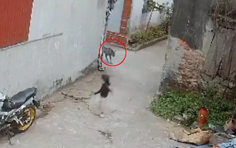 Bé gái nhảy chân sáo bất ngờ bỏ chạy khi thấy chó thả rông
