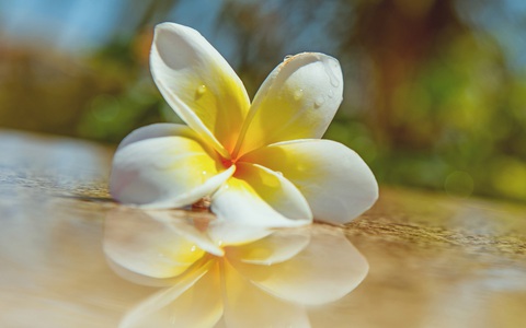 Hoa đại, hoa sứ hoa của mâu thuẫn, hoa của ai?