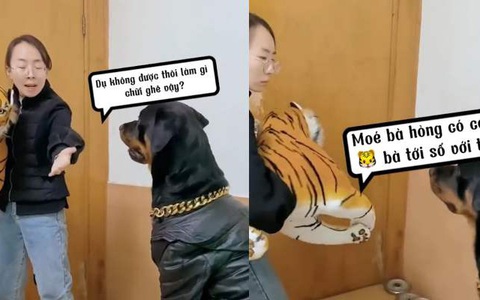 Chú chó không dám hổ báo khi thấy sen ôm 'chúa sơn lâm'