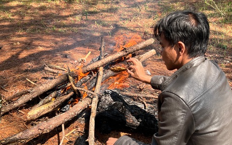 Nghề tìm 'ông sửu' giữa đại ngàn