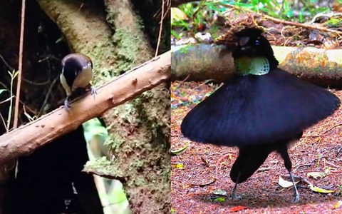 Chú chim nhảy 'vũ điệu tình yêu'