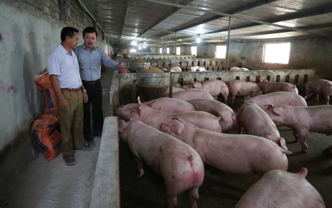 Bị 'bỏ quên', ba hiệp hội kiến nghị bổ sung đất chăn nuôi vào Luật Đất đai sửa đổi